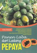 Panen Laba dari Ladang Pepaya